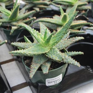 Aloes Orange Marmalade