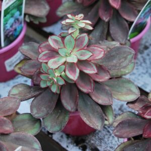 Echevieria Benitsukasa