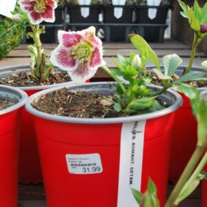 helleborus romantic getaway