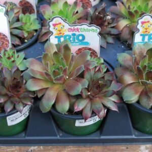 sempervivum cherry cordial
