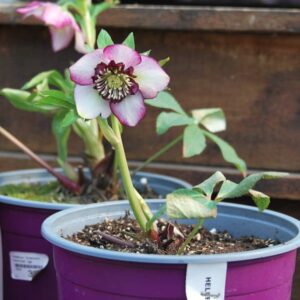 Helleborus Honeymoon French
