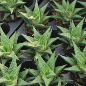 Haworthia Fairy Washboard