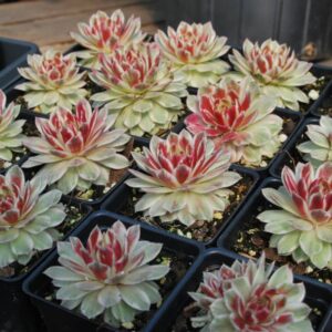 Sempervivum Lotus Blossom