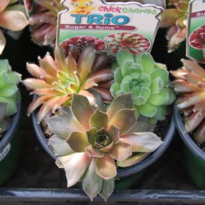 sempervivum sugar and spice