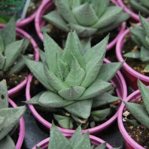 haworthia savanna