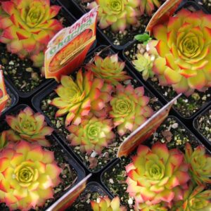 sempervivum gold nugget