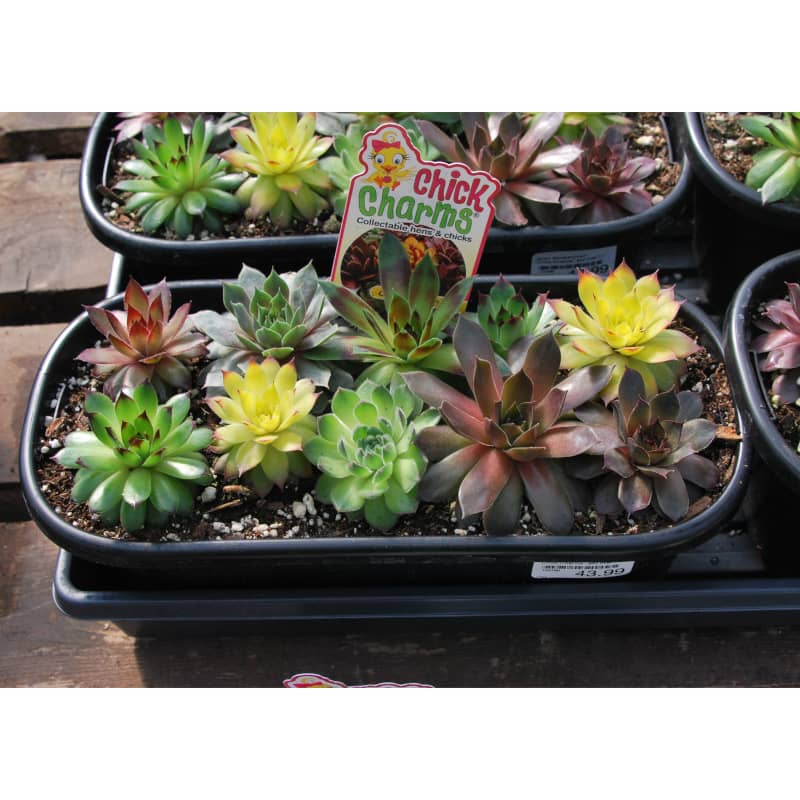 Jardin de Sempervivum