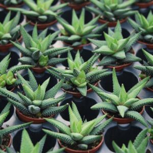 Haworthia Enon