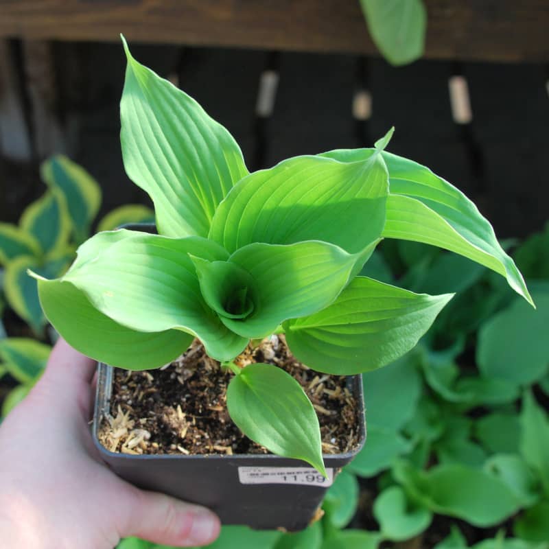 Hosta Queen of the Seas – Image 2