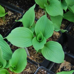 hosta queen of the seas