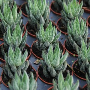 Haworthia Fasciata Ibrida