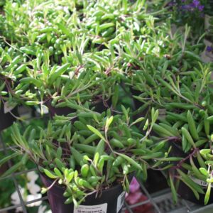 Senecio Ruby Necklace