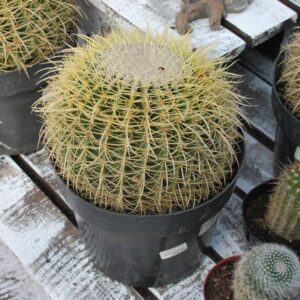 cactus barrel
