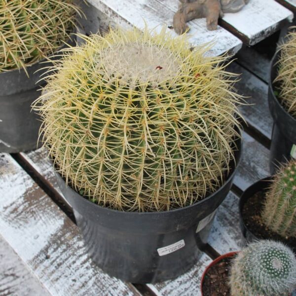 cactus barrel