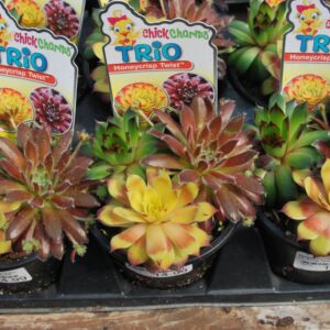 Sempervivum Honeycrisp Twist