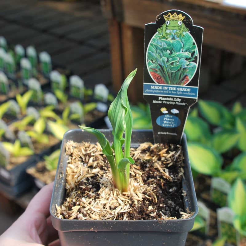 hosta praying hands