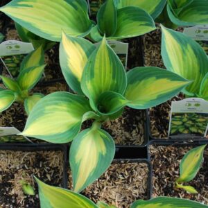 hosta forbidden fruit