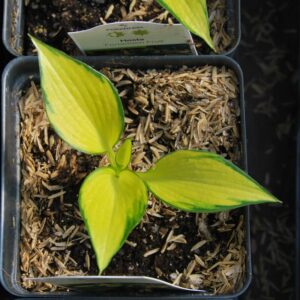 hosta orange star