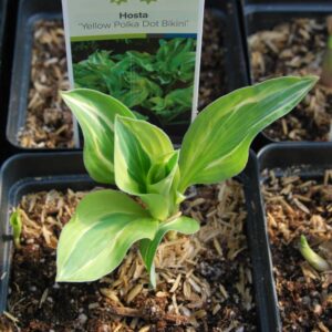 hosta polka dot bikini