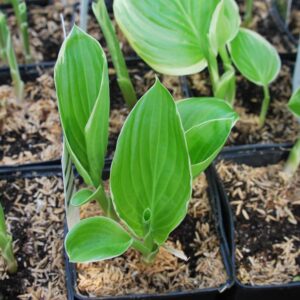 hosta frozen margarita