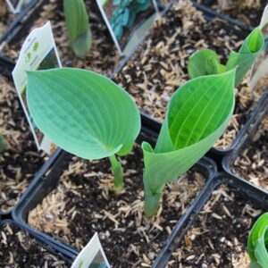 hosta drinking gourd