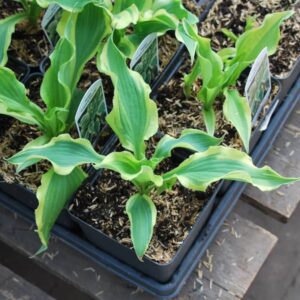 hosta tropical dancer