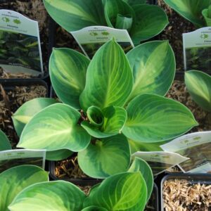 hosta warwick comet