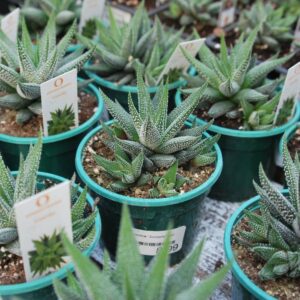 Haworthia Concolor