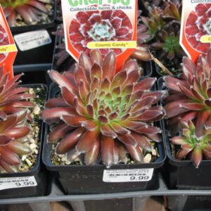 Sempervivum Cosmic Candy