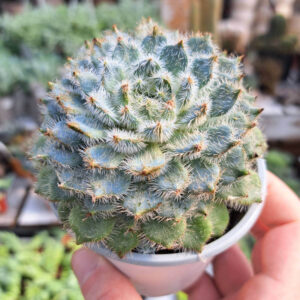 Echeveria Diminuta
