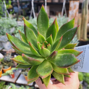 Echeveria Gilva