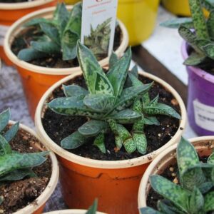 Gasteria Liliputana