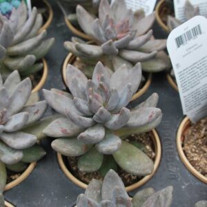 echeveria tolimanensis