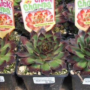 Sempervivum Butterscotch Baby