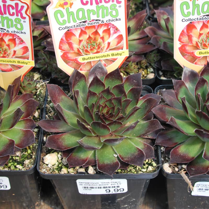 Sempervivum Butterscotch Baby