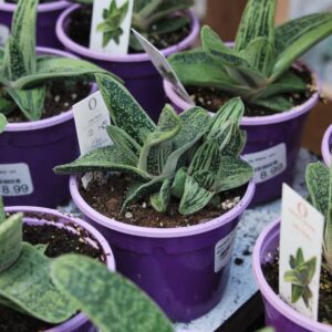 Gasteria Little Warty