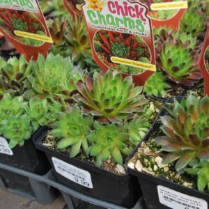 Sempervivum Cinnamon Starburst