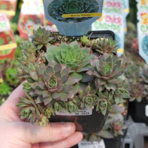 Sempervivum Berry Blues