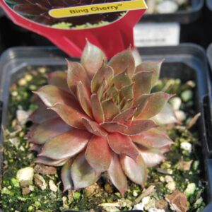 sempervivium bing cherry