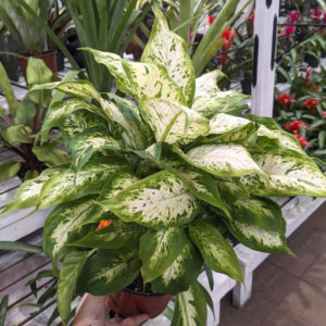 Dieffenbachia Tropic Snow