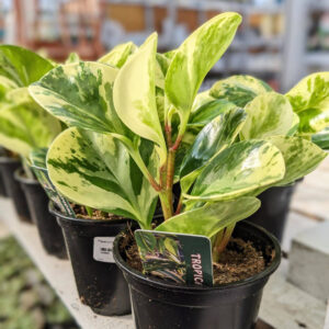 Peperomia Marble