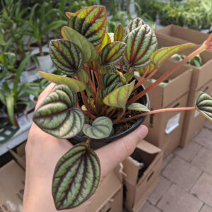 Peperomia Picola Banda