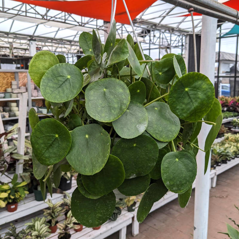 Pilea Peperomioides