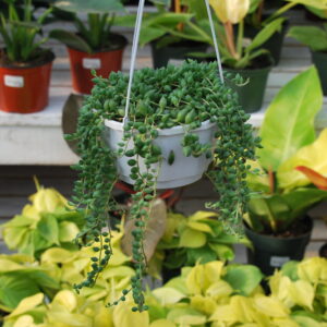 Senecio String of Tears