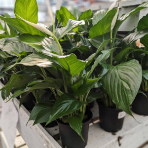 Spathiphyllum