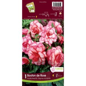 begonia-bouton-de-rose