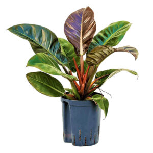 philodendron new red