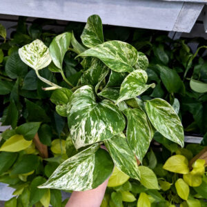 Pothos Marble Queen