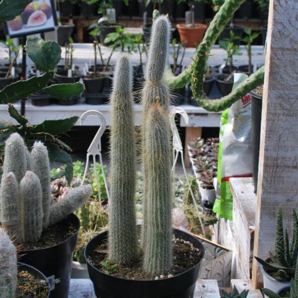 Cactus Cleistocactus Tupizensis