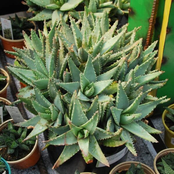 Aloes Brevifolia